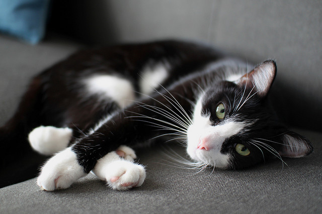 Cat laying on the floor