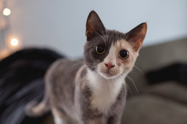 Feral cat